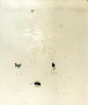 Schmetterlinge